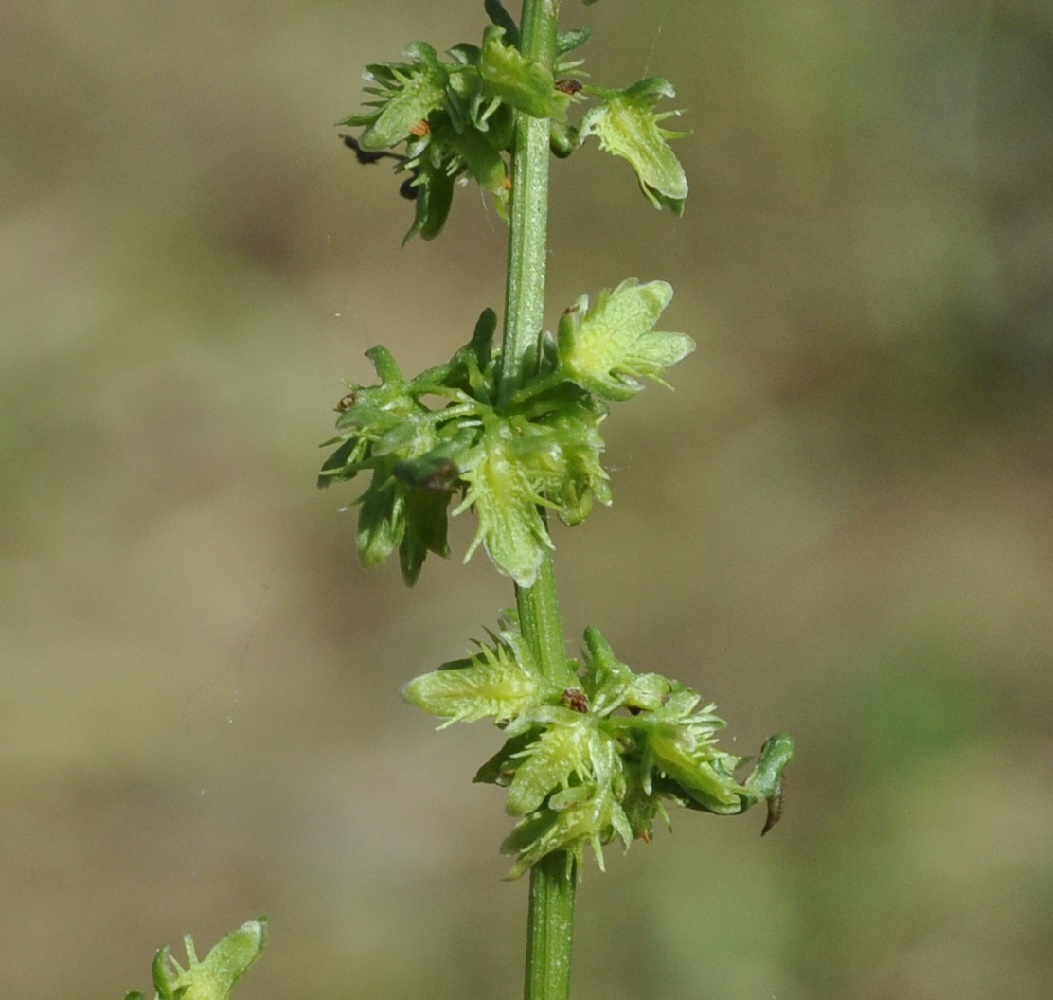 Image of Rumex pulcher specimen.