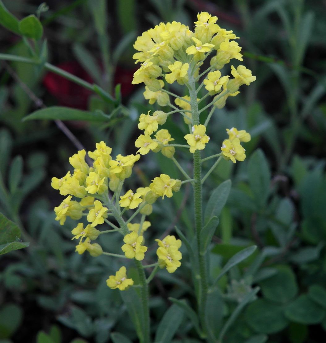 Image of Alyssum gmelinii specimen.