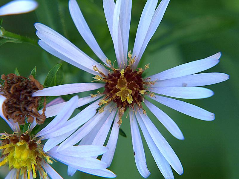 Изображение особи Symphyotrichum novi-belgii.