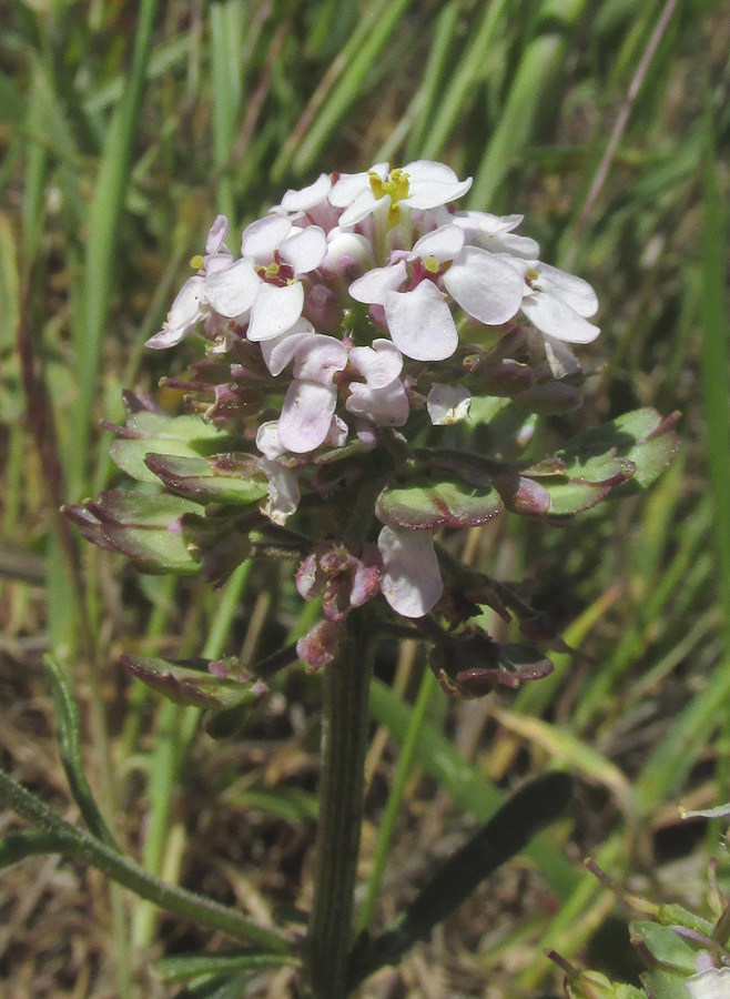 Изображение особи Iberis simplex.