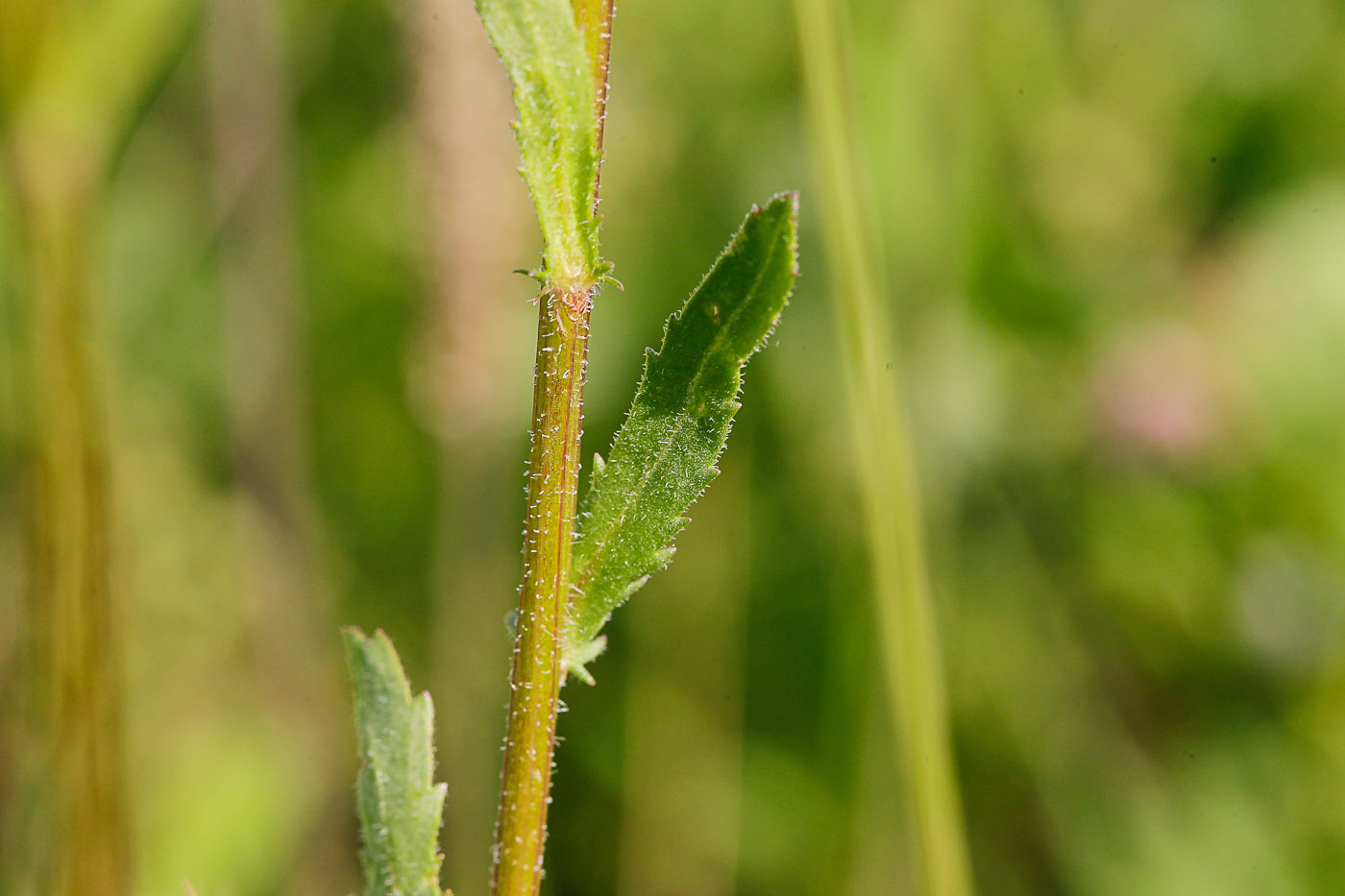 Image of Leucanthemum ircutianum specimen.