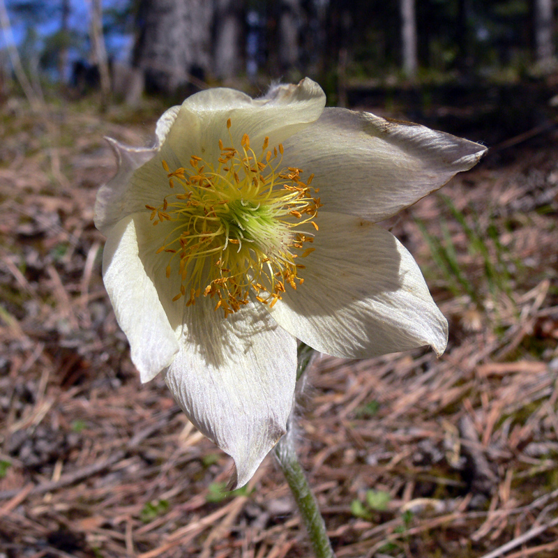 Изображение особи Pulsatilla uralensis.