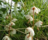 Pyrola rotundifolia