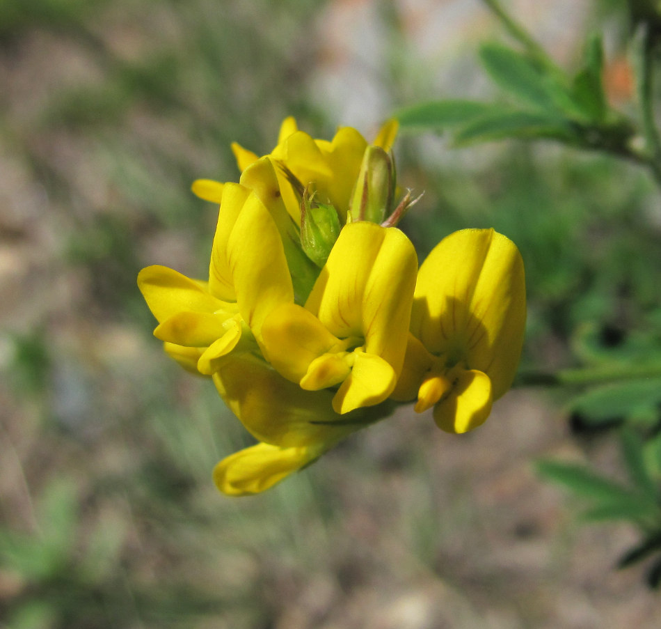 Image of genus Medicago specimen.