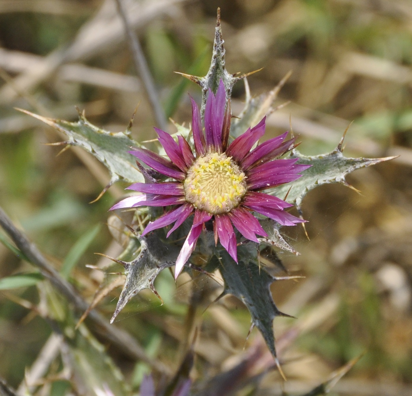 Image of Carlina lanata specimen.