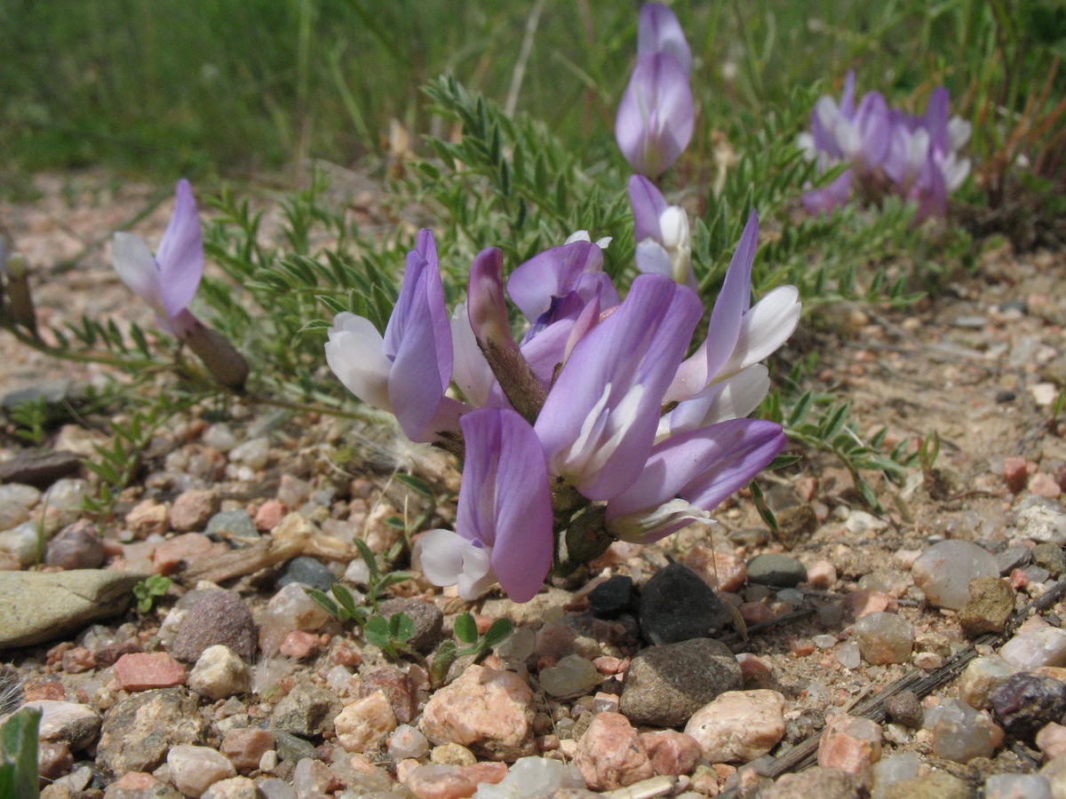 Изображение особи Astragalus skorniakowii.