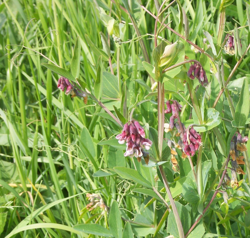 Image of Lathyrus pisiformis specimen.