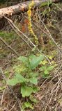 Verbascum nigrum