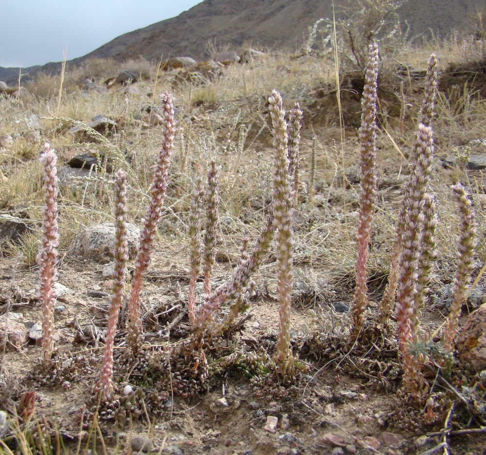 Изображение особи Orostachys thyrsiflora.