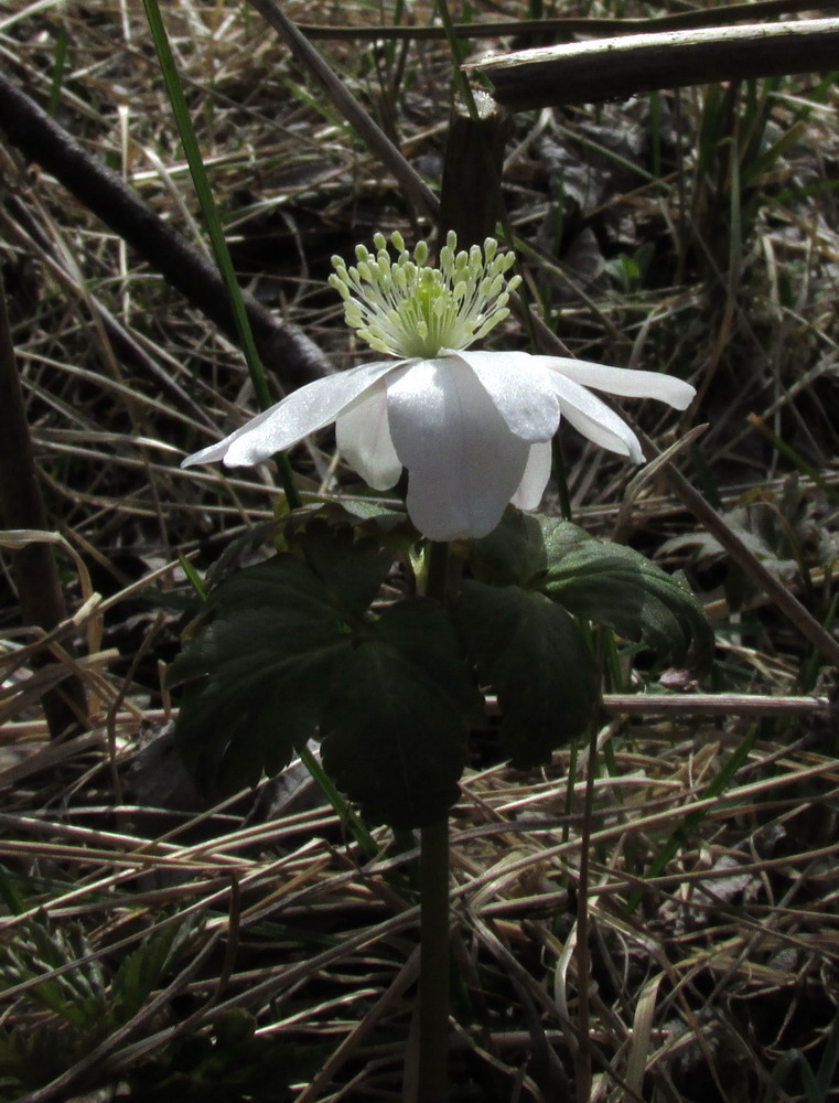 Image of Anemone altaica specimen.