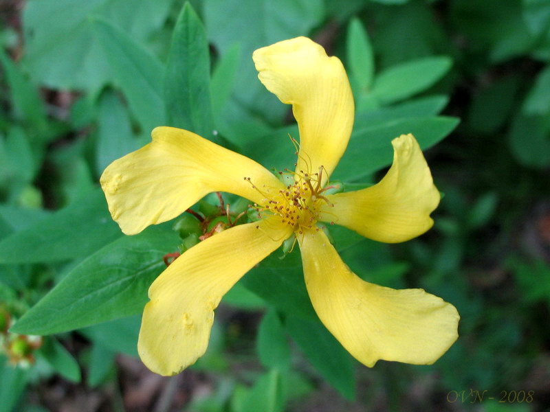 Image of Hypericum ascyron specimen.