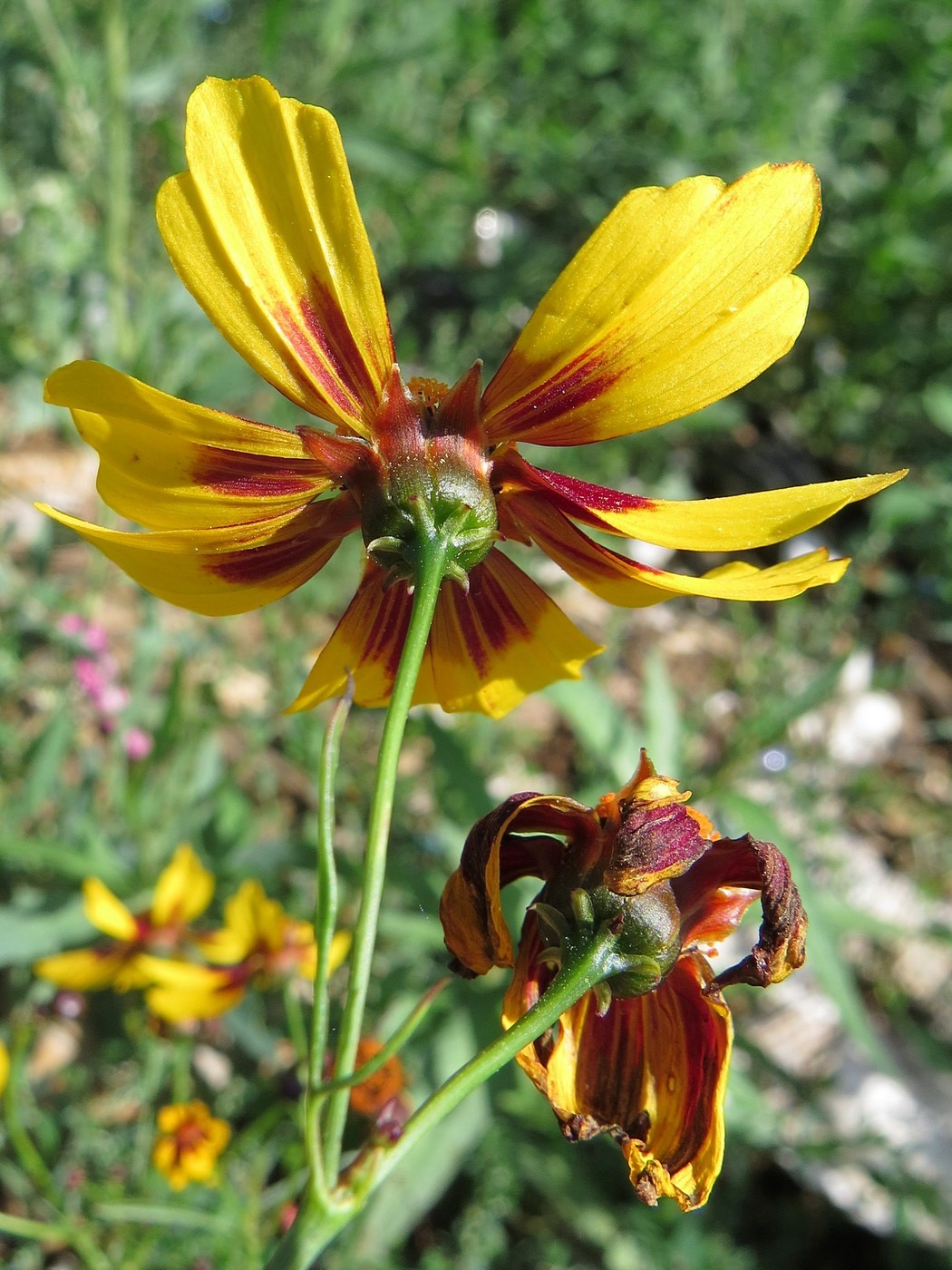 Изображение особи Coreopsis tinctoria.