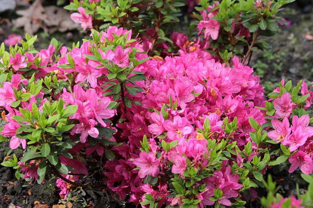 Image of genus Rhododendron specimen.