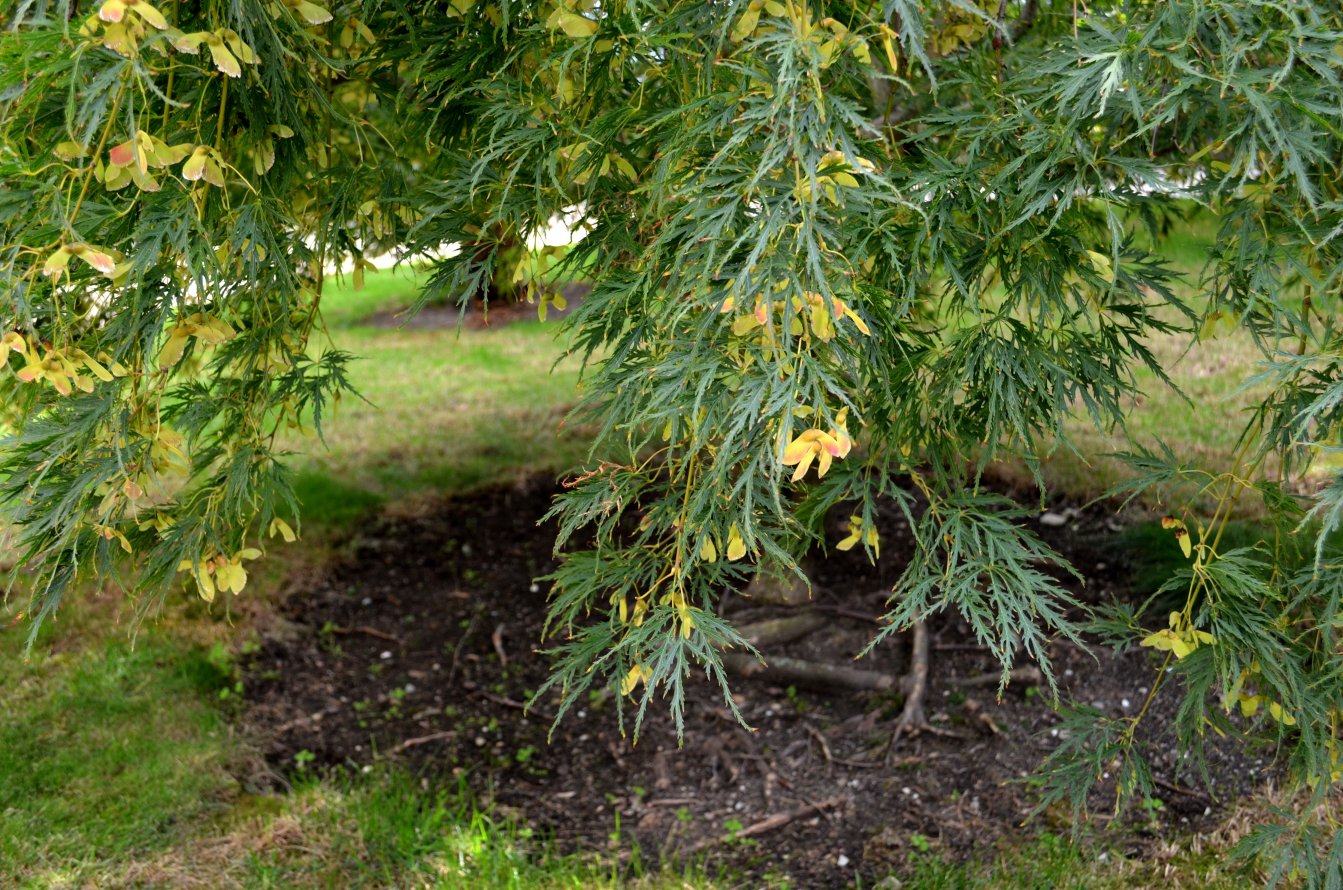 Image of Acer palmatum specimen.