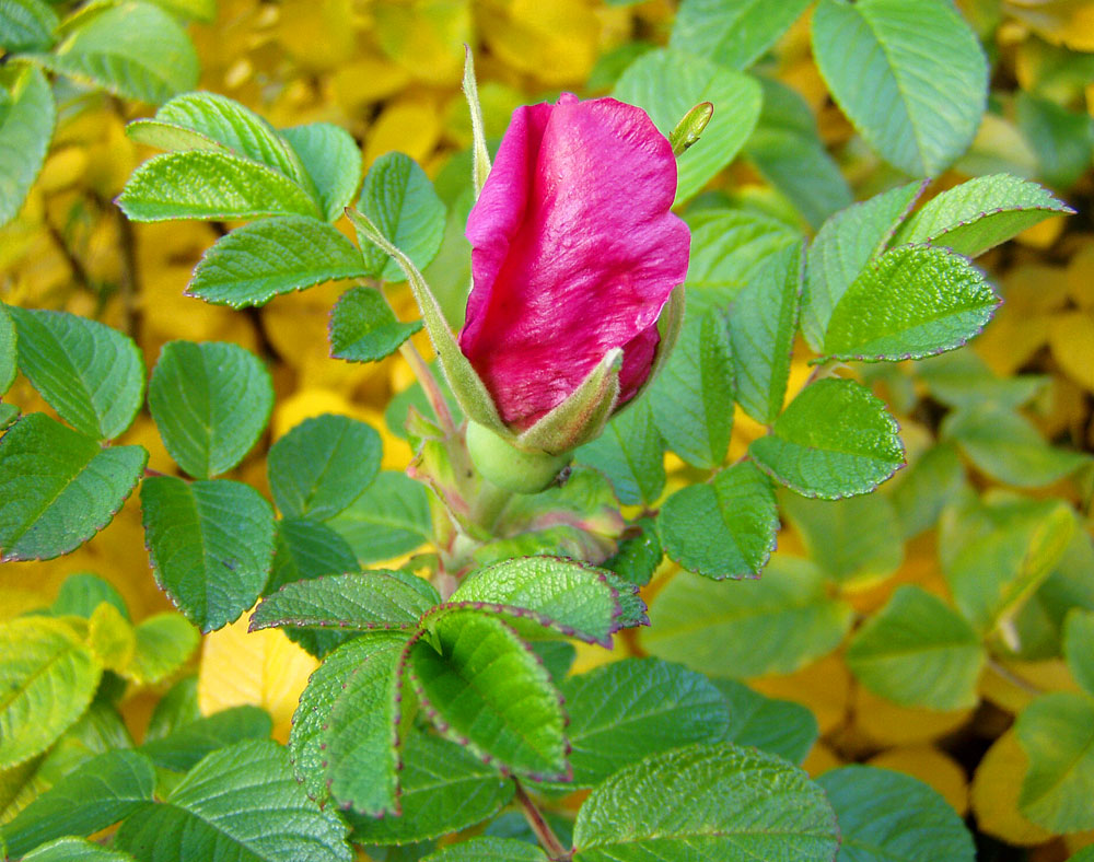 Image of Rosa rugosa specimen.