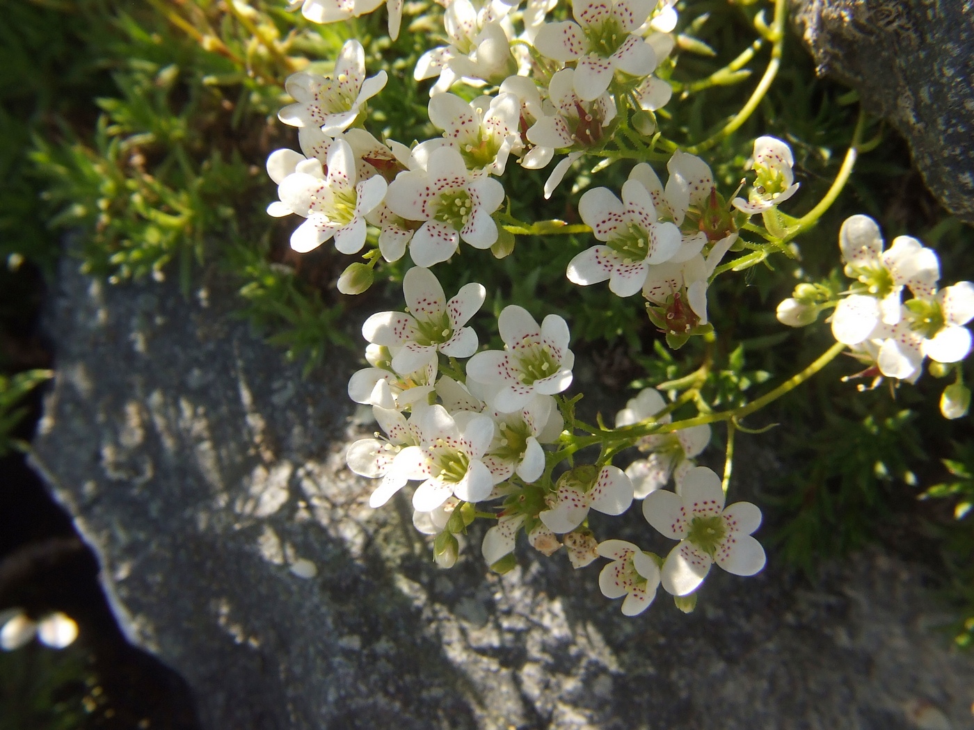 Image of Saxifraga derbekii specimen.