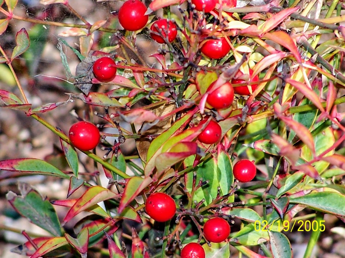 Image of Nandina domestica specimen.