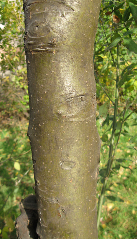 Image of Laburnum anagyroides specimen.