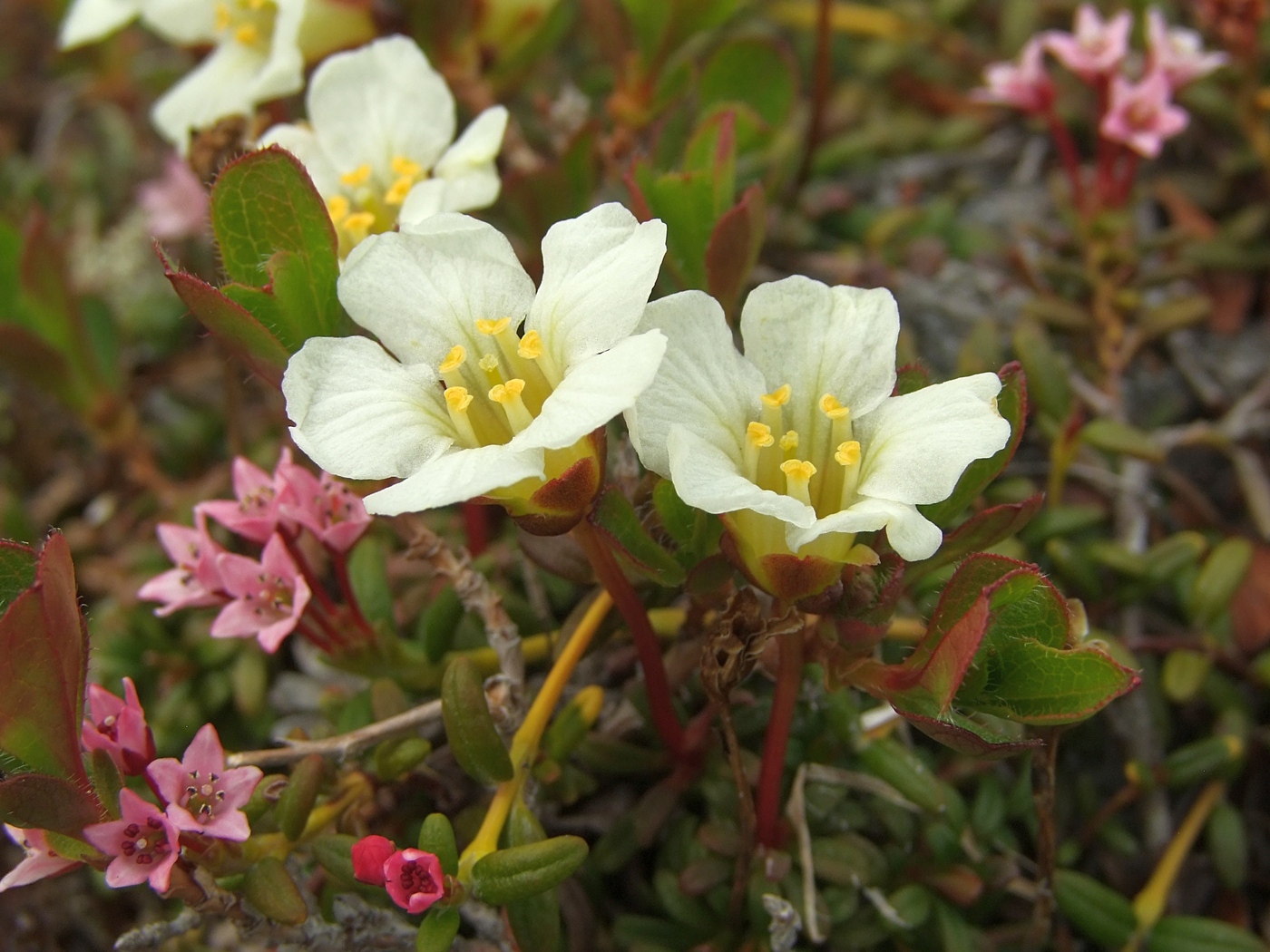 Image of Diapensia obovata specimen.