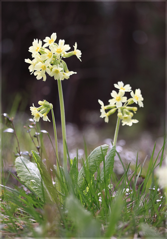 Image of Primula pallasii specimen.