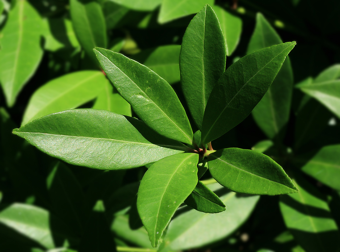 Image of Skimmia repens specimen.