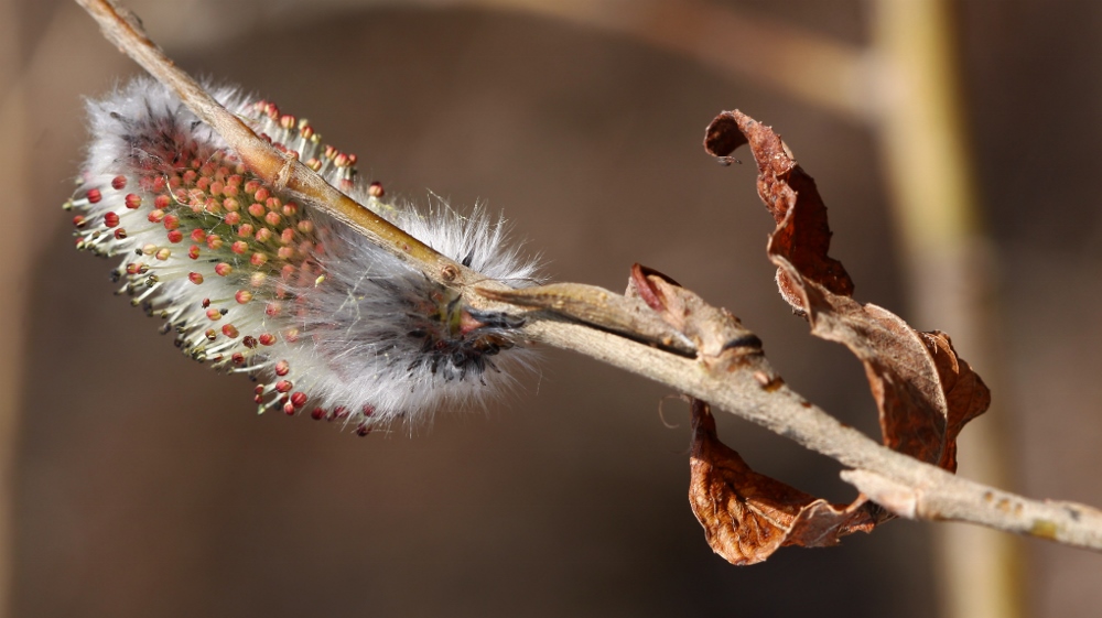 Image of Salix gracilistyla specimen.