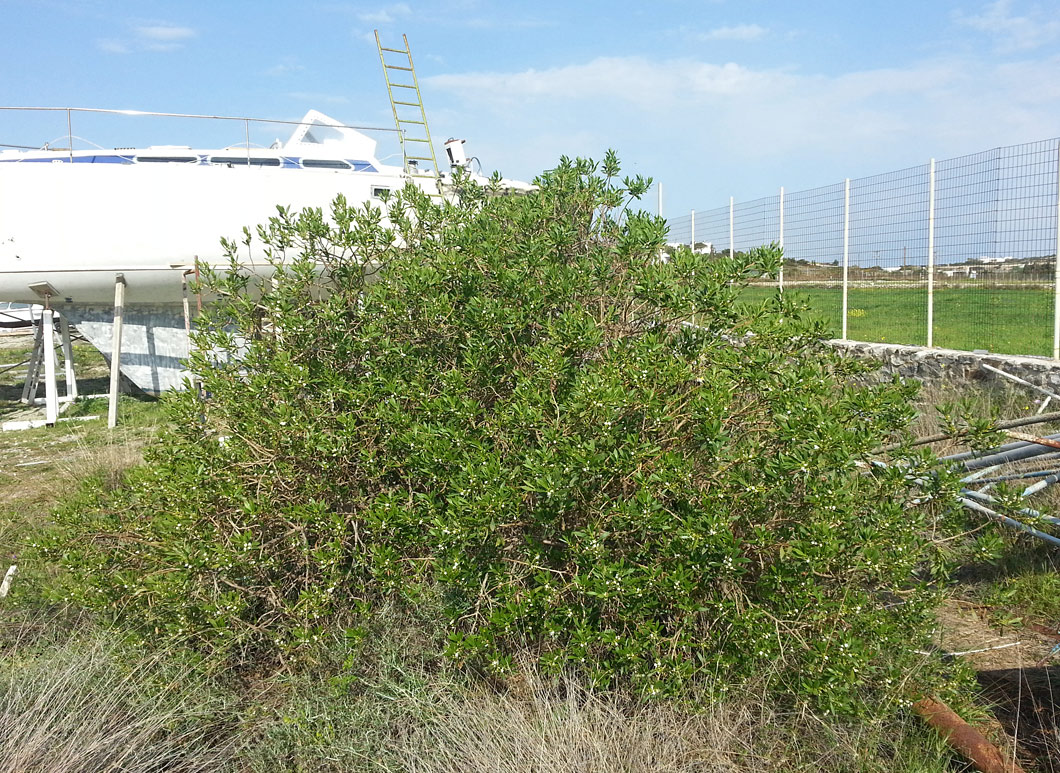 Image of Myoporum acuminatum specimen.