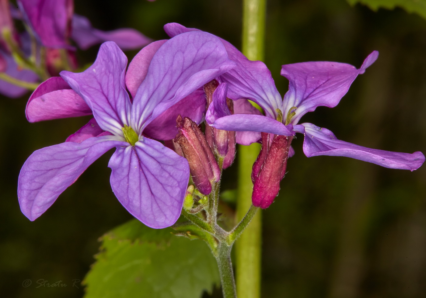 Image of Lunaria annua specimen.