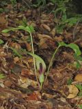 Arum orientale