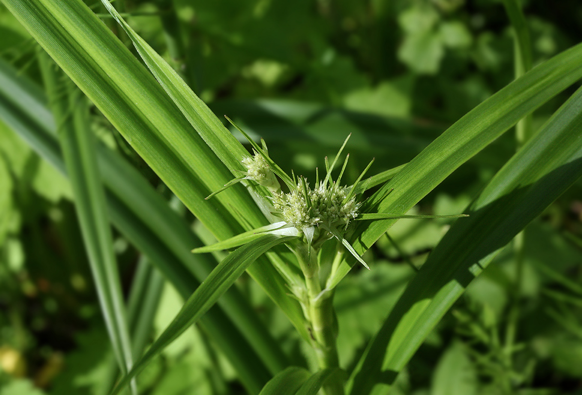 Изображение особи Scirpus sylvaticus.