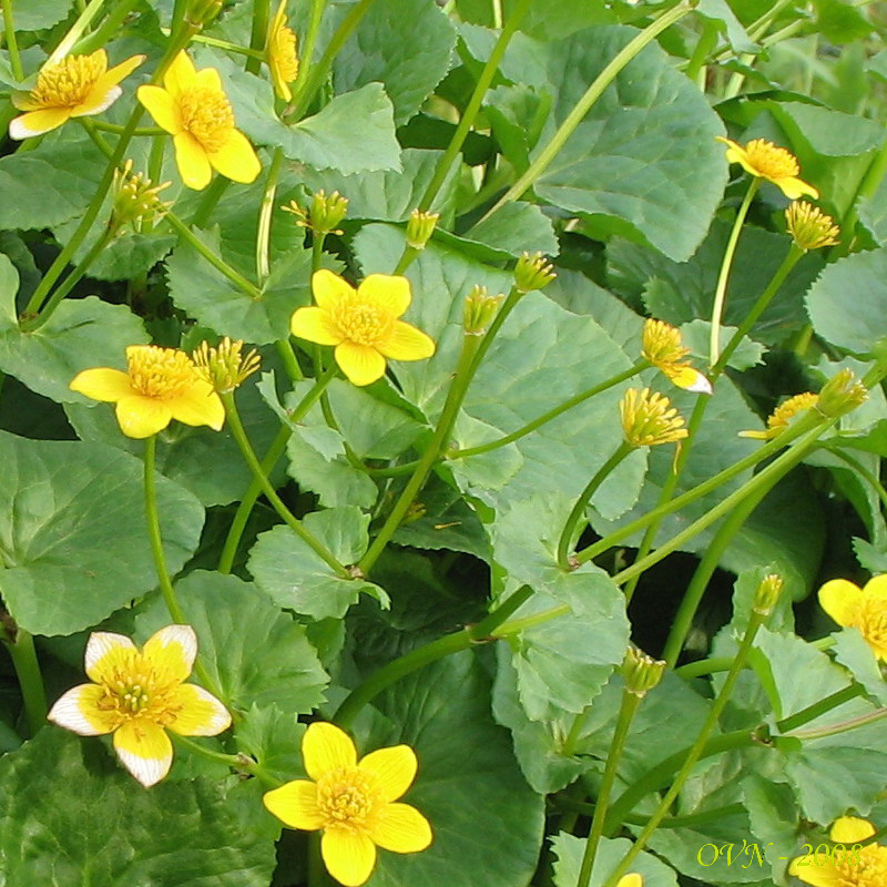 Image of Caltha sibirica specimen.