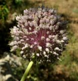 Allium ampeloprasum