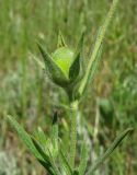 Helianthemum lasiocarpum