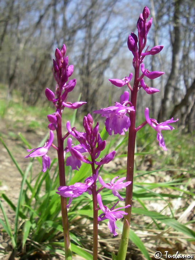 Image of Orchis mascula specimen.