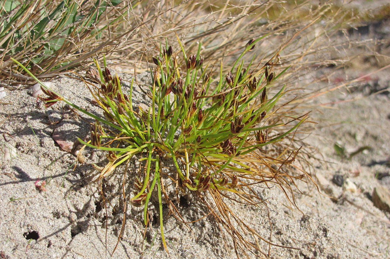 Изображение особи Juncellus pannonicus.