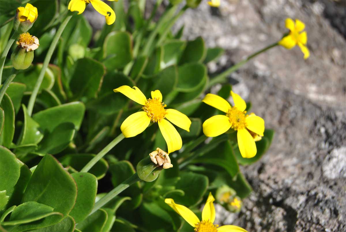 Изображение особи Othonna arborescens.