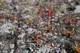 Rumex beringensis