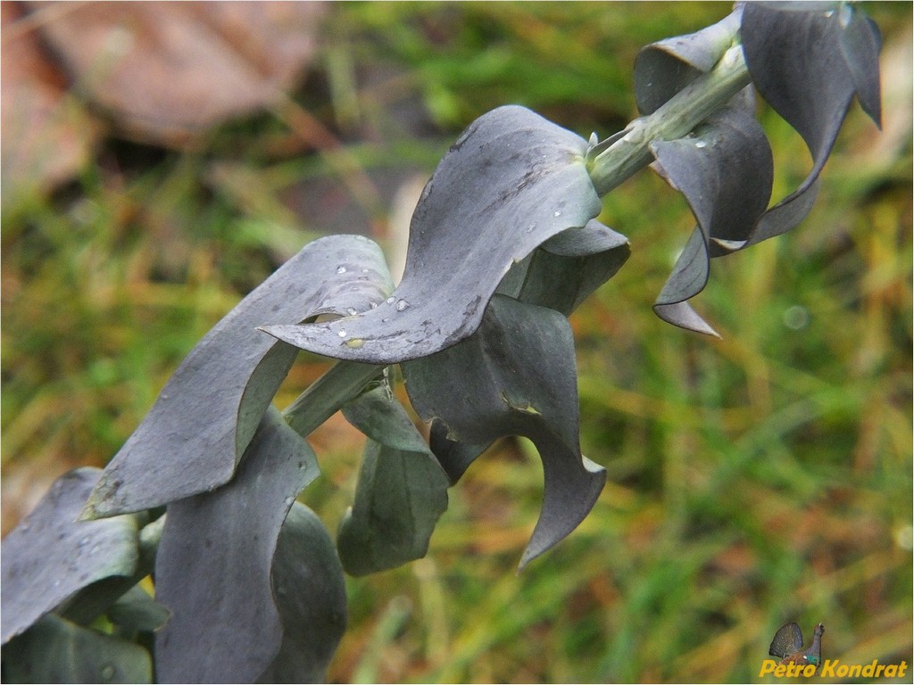 Изображение особи Linaria genistifolia.