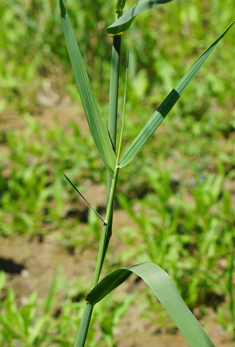 Image of Phalaroides arundinacea specimen.