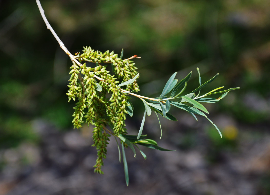 Image of genus Salix specimen.