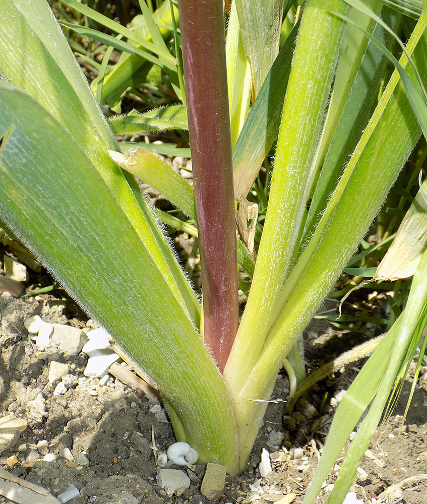 Image of Allium cristophii specimen.