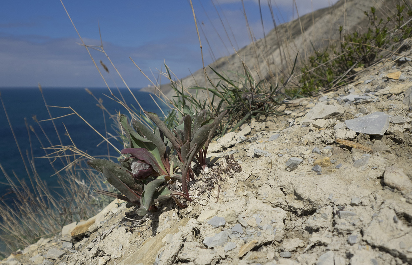 Изображение особи Rindera tetraspis.