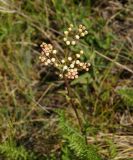 Filipendula vulgaris