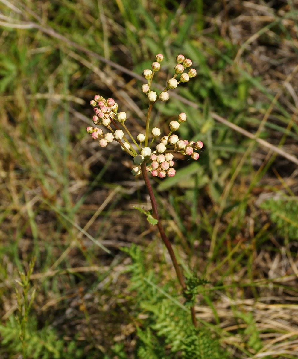 Image of Filipendula vulgaris specimen.