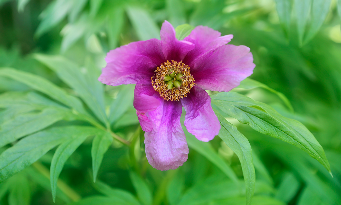 Image of Paeonia anomala specimen.