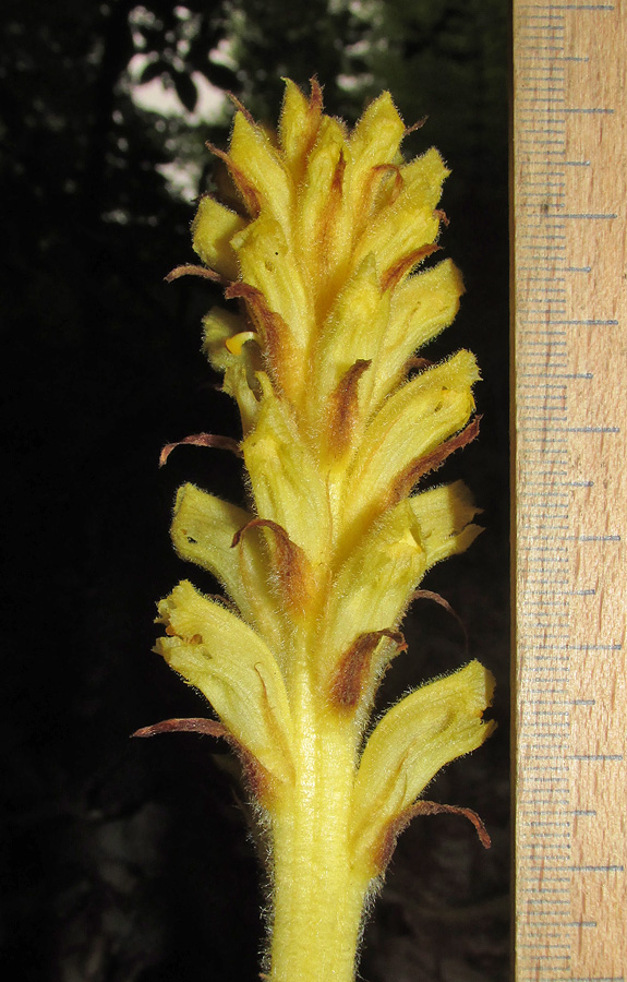 Image of Orobanche flava specimen.