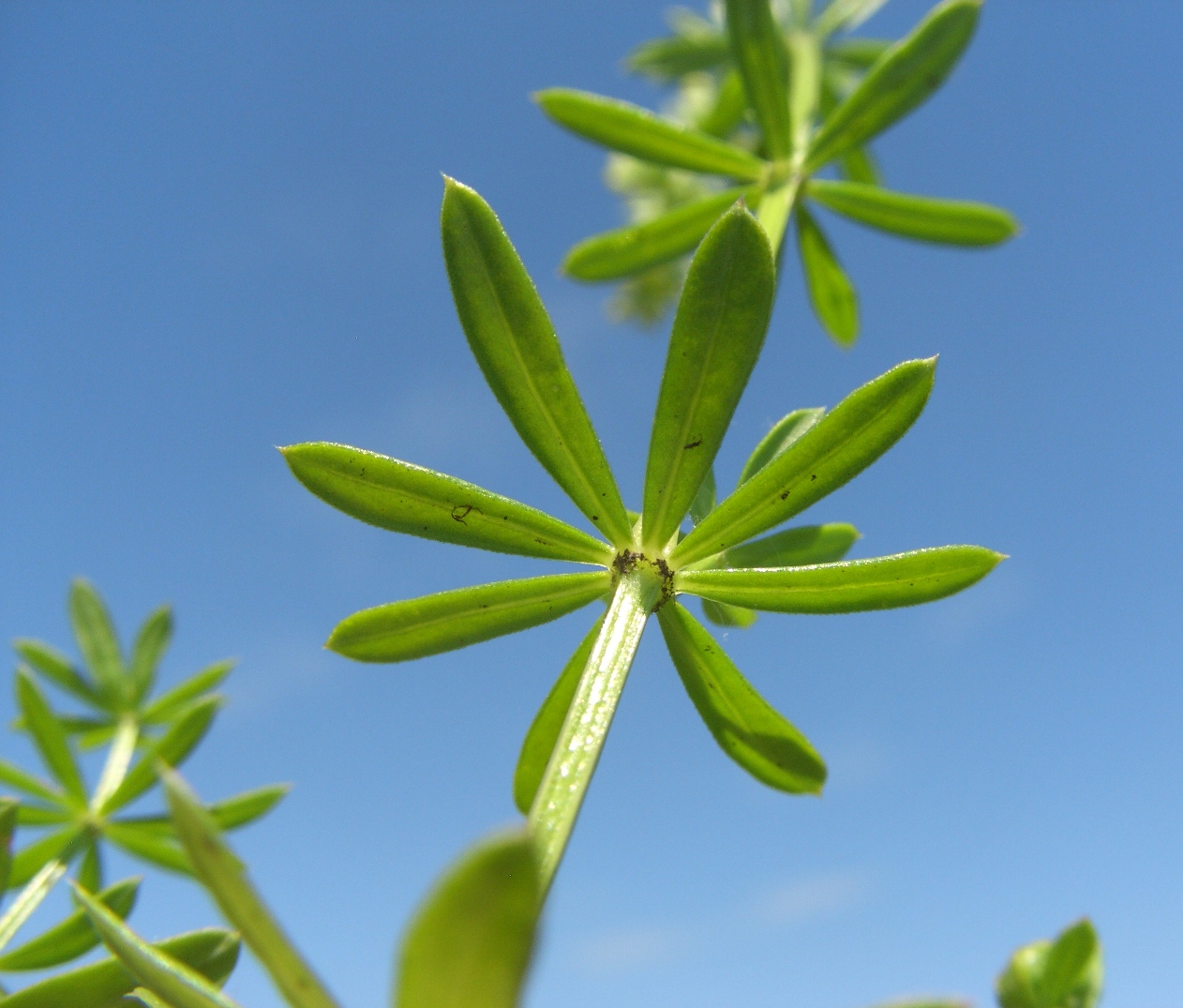 Изображение особи Galium mollugo.