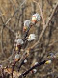 Salix hastata