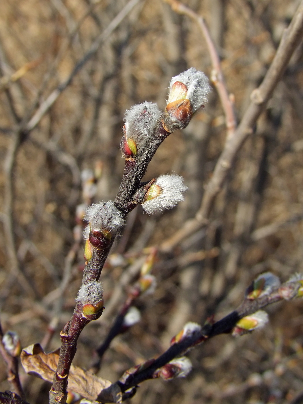 Image of Salix hastata specimen.