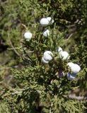 Juniperus excelsa